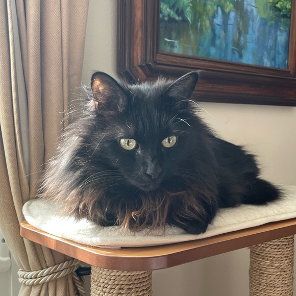 Welcome to Audshop🌟Poshmark Ambassador 🌟 - Picture 4 of 15